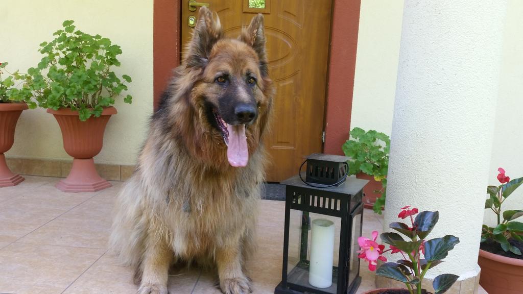 Pokoje Goscinne Na Skraju Puszczy Pogorzelce Bagian luar foto